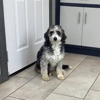 Denver, a male Miniature Bernedoodle for sale in Sugarcreek, OH – Photo 6 of 6