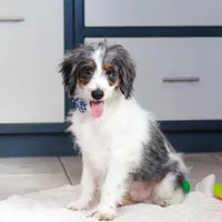 Denver, a male Miniature Bernedoodle for sale in Sugarcreek, OH – Photo 4 of 6