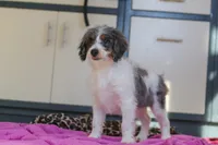 processed/c790d28b-4228-4a95-9ea5-b646cf679391/listing/2042ee7e-7b2a-45cb-8f7b-fbb200ac7cc0/98a47420-a77e-4ff3-b067-7999bfc39859