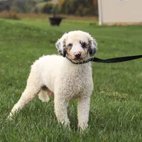 Denver, a male Miniature Bernedoodle for sale in Sugarcreek, OH – Photo 5 of 6