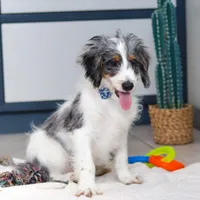 Denver, a male Miniature Bernedoodle for sale in Sugarcreek, OH – Photo 3 of 6