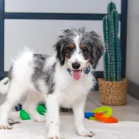 Denver, a male Miniature Bernedoodle for sale in Sugarcreek, OH – Photo 2 of 6