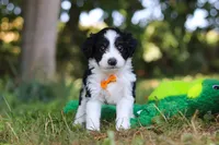Ice, a male Miniature Bernedoodle for sale in Sugarcreek, OH – 6 of 7