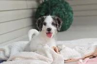 Huck, a male Miniature Bernedoodle for sale in Sugarcreek, OH – 4 of 10