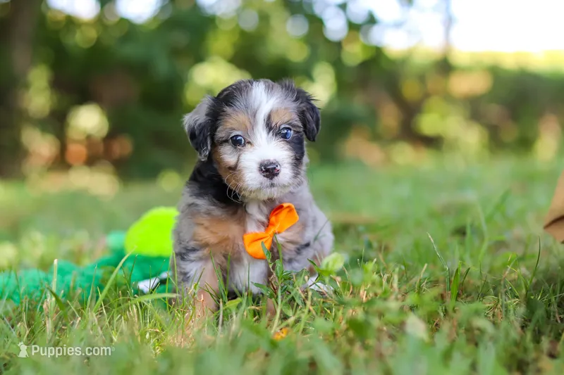 Ira – Miniature Bernedoodle puppy for sale in Sugarcreek, OH