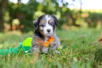 Ira, a male Miniature Bernedoodle for sale in Sugarcreek, OH – 1 of 8