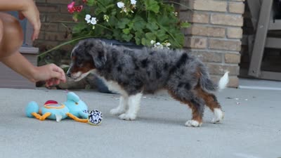 Honey, a female Miniature Bernedoodle for sale in Sugarcreek, OH – 8 of 8