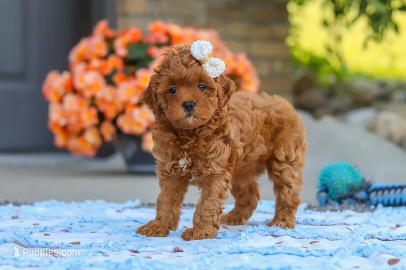 Fiona – Cavapoo puppy for sale in Sugarcreek, OH