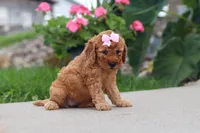 Kalea, a female Miniature Labradoodle for sale in Sugarcreek, OH – 5 of 6