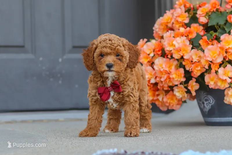 Finn – Cavapoo puppy for sale in Sugarcreek, OH