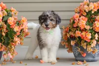 Dannie, a male Miniature Bernedoodle for sale in Sugarcreek, OH – 9 of 10