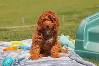 Tonya , a female Miniature Labradoodle for sale in Sugarcreek, OH – 1 of 5
