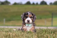 Hunter, a male Miniature Bernedoodle for sale in Sugarcreek, OH – 3 of 5