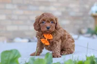 Jaiden, a male Cavapoo for sale in Sugarcreek, OH – 3 of 5