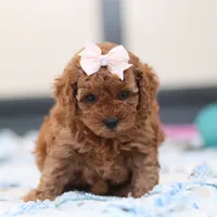 Lulu, a female Cavapoo for sale in Sugarcreek, OH – Photo 1 of 5