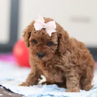 Lulu, a female Cavapoo for sale in Sugarcreek, OH – Photo 3 of 5