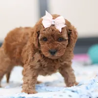 Lulu, a female Cavapoo for sale in Sugarcreek, OH – Photo 5 of 5