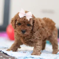 Lulu, a female Cavapoo for sale in Sugarcreek, OH – Photo 4 of 5