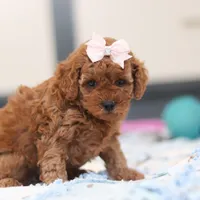 Lulu, a female Cavapoo for sale in Sugarcreek, OH – Photo 2 of 5