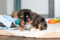 Duke, a male Miniature Bernedoodle for sale in Sugarcreek, OH – 7 of 10