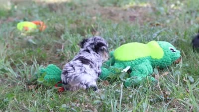 Ivy, a female Miniature Bernedoodle for sale in Sugarcreek, OH – 7 of 7