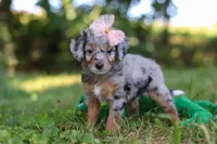 Inez, a female Miniature Bernedoodle for sale in Sugarcreek, OH – 4 of 6