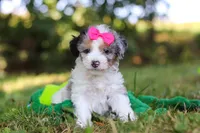 Isadora, a female Miniature Bernedoodle for sale in Sugarcreek, OH – 1 of 7
