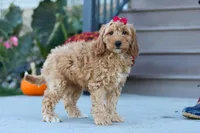Jasmine, a female Miniature Labradoodle for sale in Sugarcreek, OH – 1 of 7