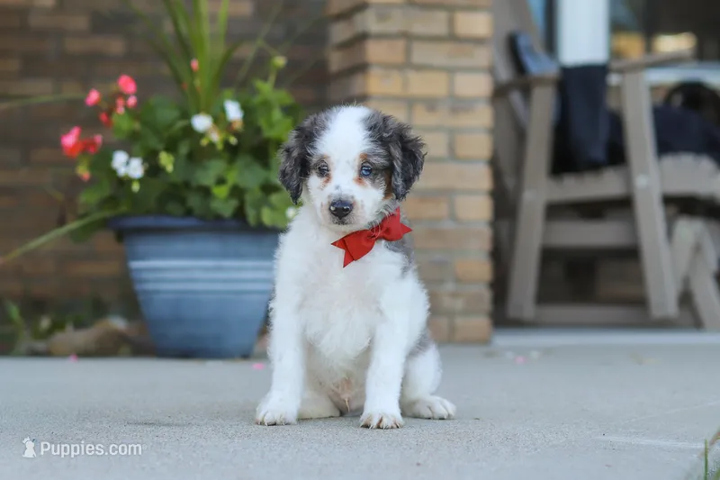 Huck – Miniature Bernedoodle puppy for sale in Sugarcreek, OH