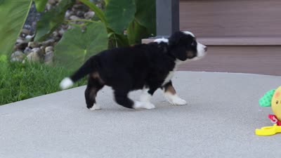 Milo, a male Miniature Bernedoodle for sale in Sugarcreek, OH – 5 of 5
