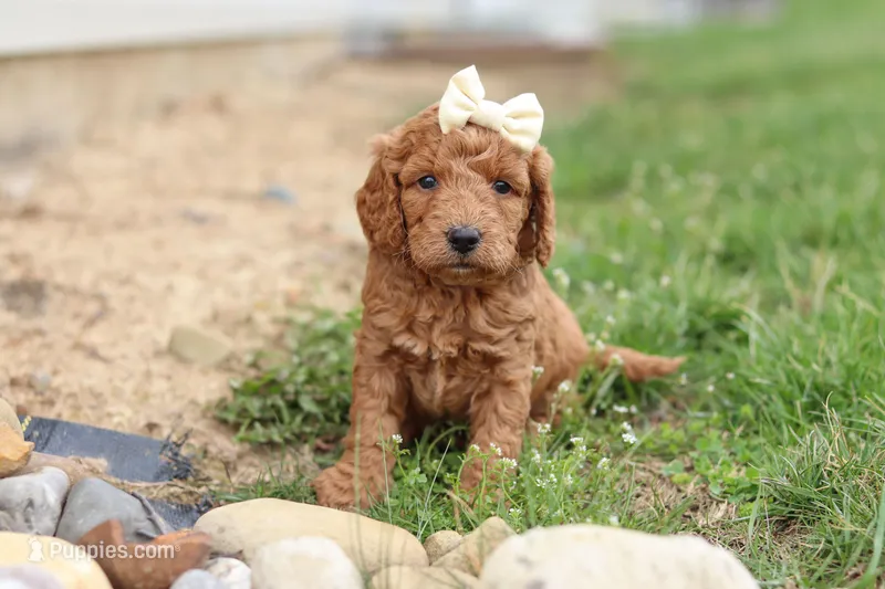 Treva – Miniature Labradoodle puppy for sale in Sugarcreek, OH