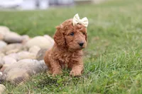 Treva, a female Miniature Labradoodle for sale in Sugarcreek, OH – Photo 5 of 6