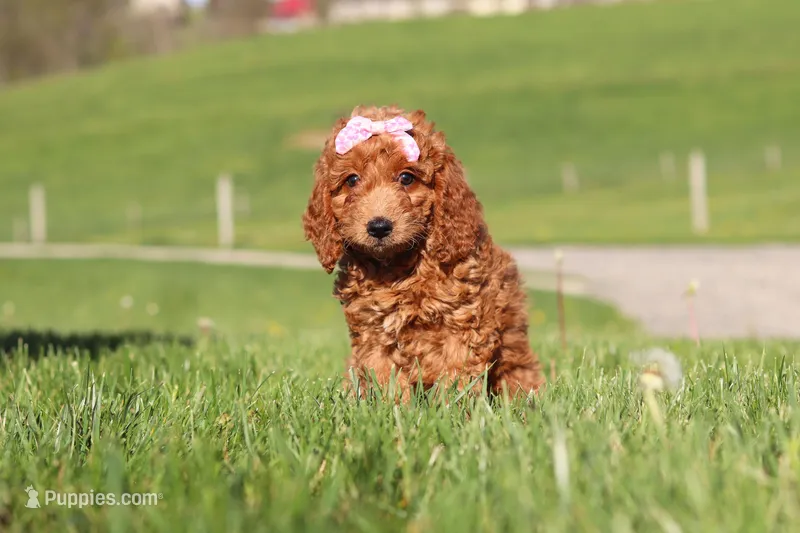 Treva – Miniature Labradoodle puppy for sale in Sugarcreek, OH