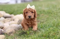 Treva, a female Miniature Labradoodle for sale in Sugarcreek, OH – Photo 6 of 6