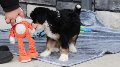 Brody, a male Miniature Bernedoodle for sale in Sugarcreek, OH – 6 of 6