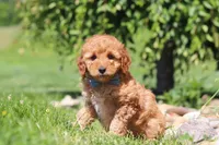 Chase, a male Goldendoodle for sale in Sugarcreek, OH – 2 of 5