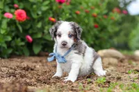 Huck, a male Miniature Bernedoodle for sale in Sugarcreek, OH – 2 of 6