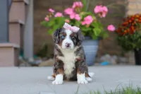 Macy, a female Miniature Bernedoodle for sale in Sugarcreek, OH – 4 of 6
