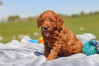 Calvin, a male Goldendoodle for sale in Sugarcreek, OH – 4 of 6