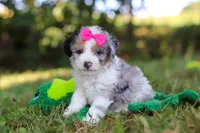 Isadora, a female Miniature Bernedoodle for sale in Sugarcreek, OH – 3 of 7