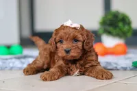 Lulu, a female Cavapoo for sale in Sugarcreek, OH – 2 of 8