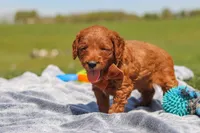 Calvin, a male Goldendoodle for sale in Sugarcreek, OH – 5 of 6