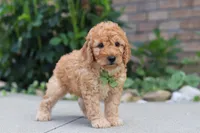 Kobe, a male Miniature Labradoodle for sale in Sugarcreek, OH – 5 of 6