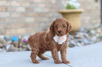 Elin, a female Miniature Goldendoodle for sale in Sugarcreek, OH – 3 of 5