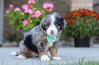 Maverick, a male Miniature Bernedoodle for sale in Sugarcreek, OH – 2 of 6