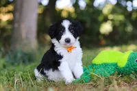 Ice, a male Miniature Bernedoodle for sale in Sugarcreek, OH – 7 of 7