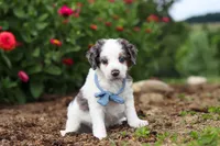 Huck, a male Miniature Bernedoodle for sale in Sugarcreek, OH – 3 of 6