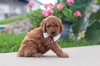 Kirby, a male Miniature Labradoodle for sale in Sugarcreek, OH – 5 of 6