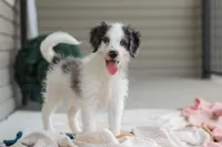 Huck, a male Miniature Bernedoodle for sale in Sugarcreek, OH – 2 of 10