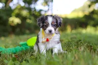 Ivan, a male Miniature Bernedoodle for sale in Sugarcreek, OH – 3 of 6